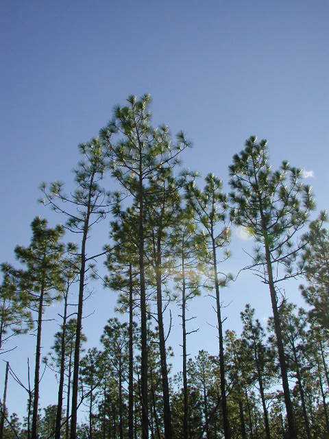 480x640 Reflections On Longleaf Pine