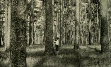 379x228 Why The Longleaf Pine Is Key To The South's Past And Future