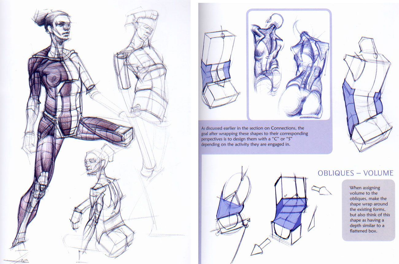 1300x861 Andrew Loomis Figure Drawing Pdf Anatomie Anatomy