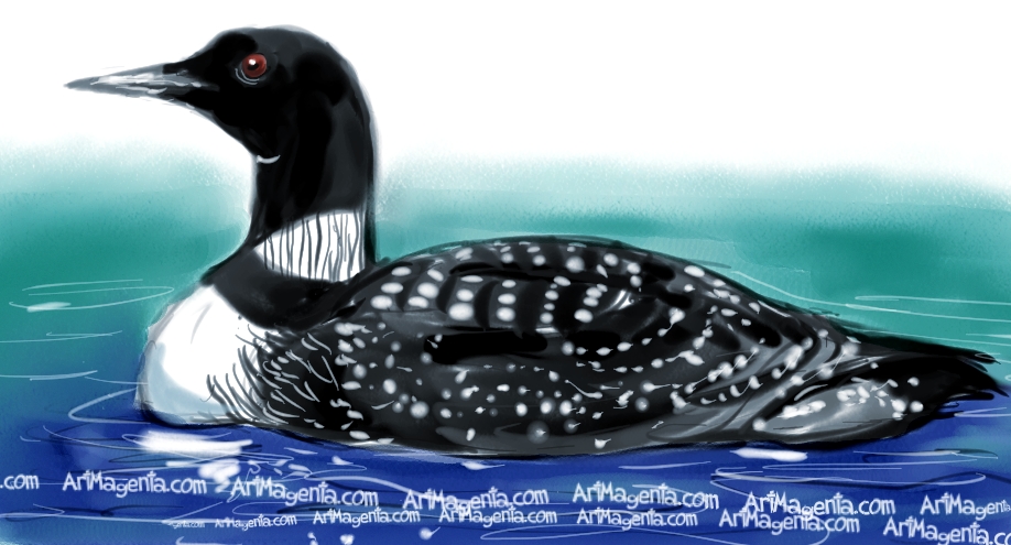 918x495 Birds Common Loon