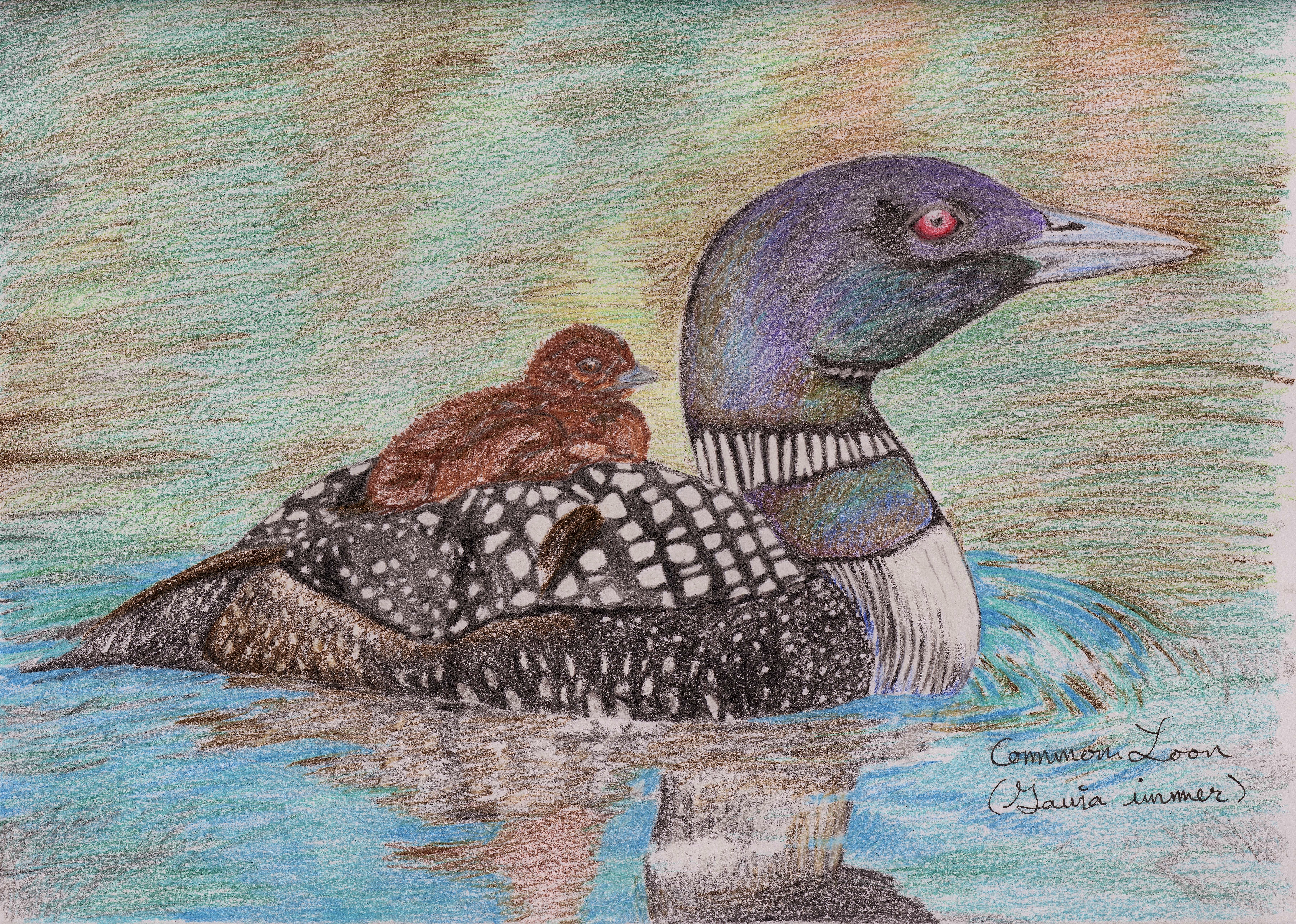 7218x5148 Common Loon (Drawing) Standingoutinmyfield