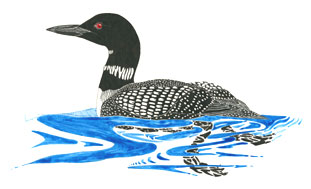 311x189 Common Loon Fact Sheet