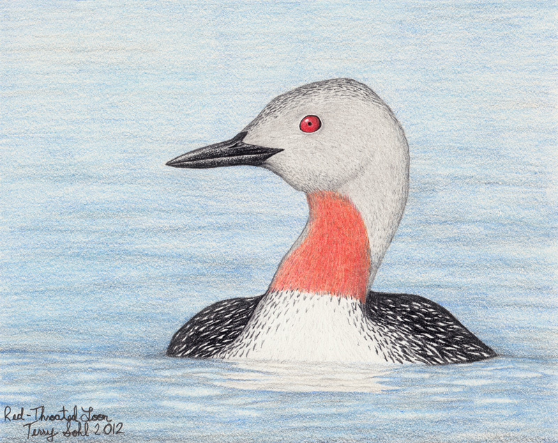 Loon Drawing at GetDrawings | Free download