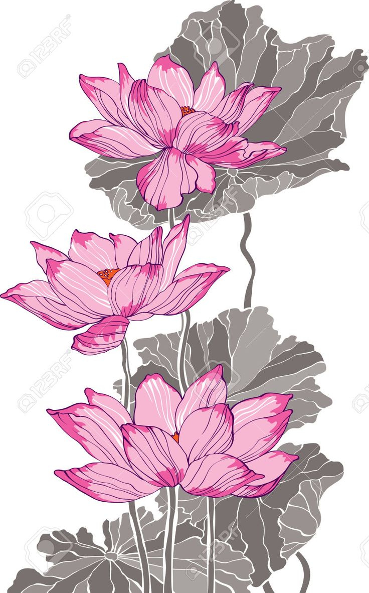 736x1182 Chinese Flower Drawings 327 Best Lotus Images On Lotus