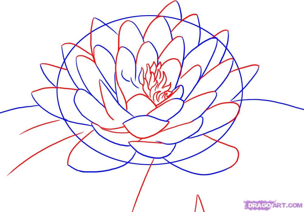 1000x700 Lotus Flower Drawing Step By Step Drawn Lotus Water Drawing Pencil