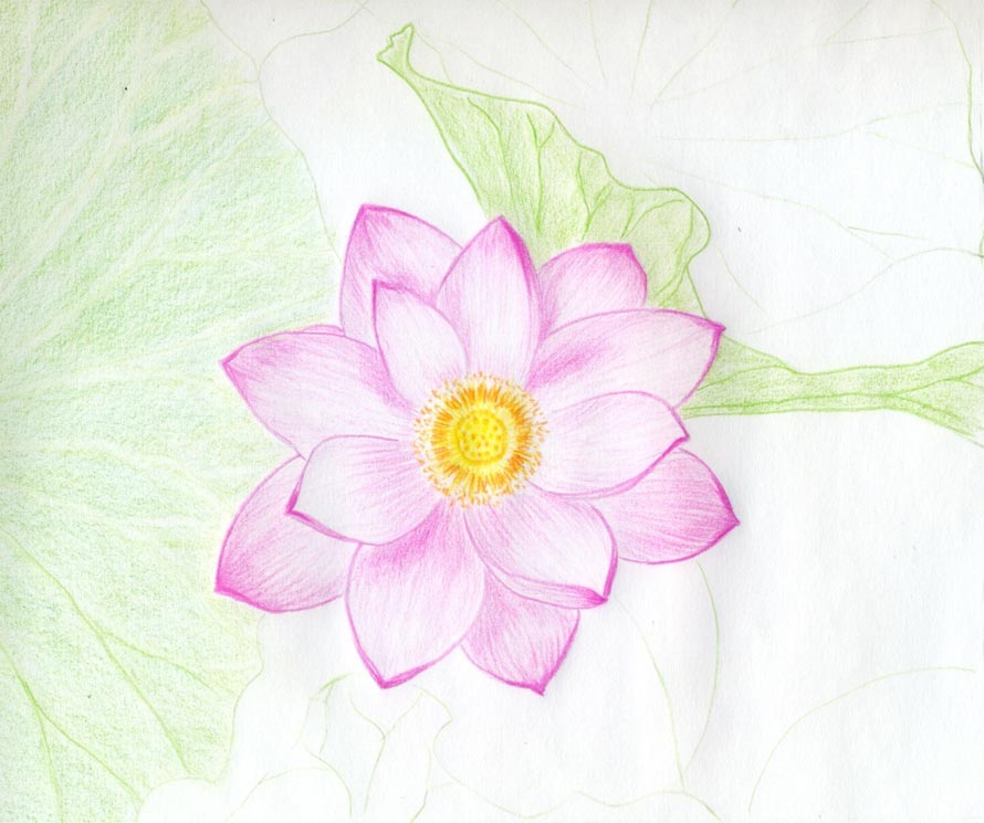 890x745 Flower Drawings Made Easy