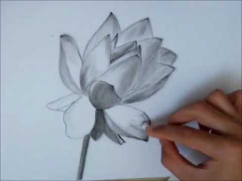 480x360 Drawing A Lotus Flower