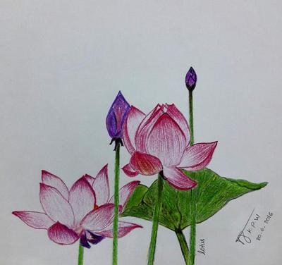 400x376 First Lotus Flower Drawing
