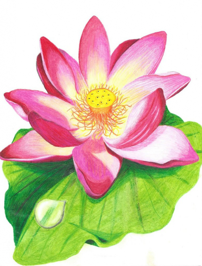 778x1024 Pencil Colour Sketches Flowers Lotus Flower Colour Drawing Image