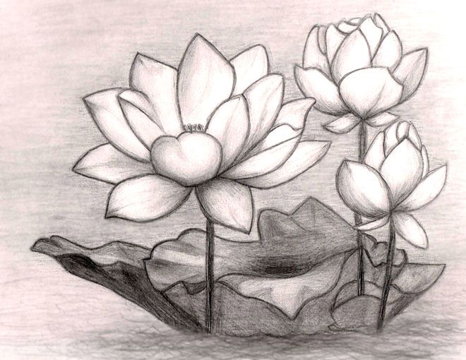 660x510 Pictures Pencil Sketches Lotus Flower,