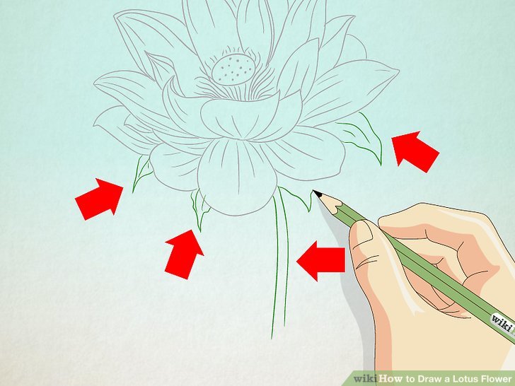 728x546 How To Draw A Lotus Flower 7 Steps (With Pictures)