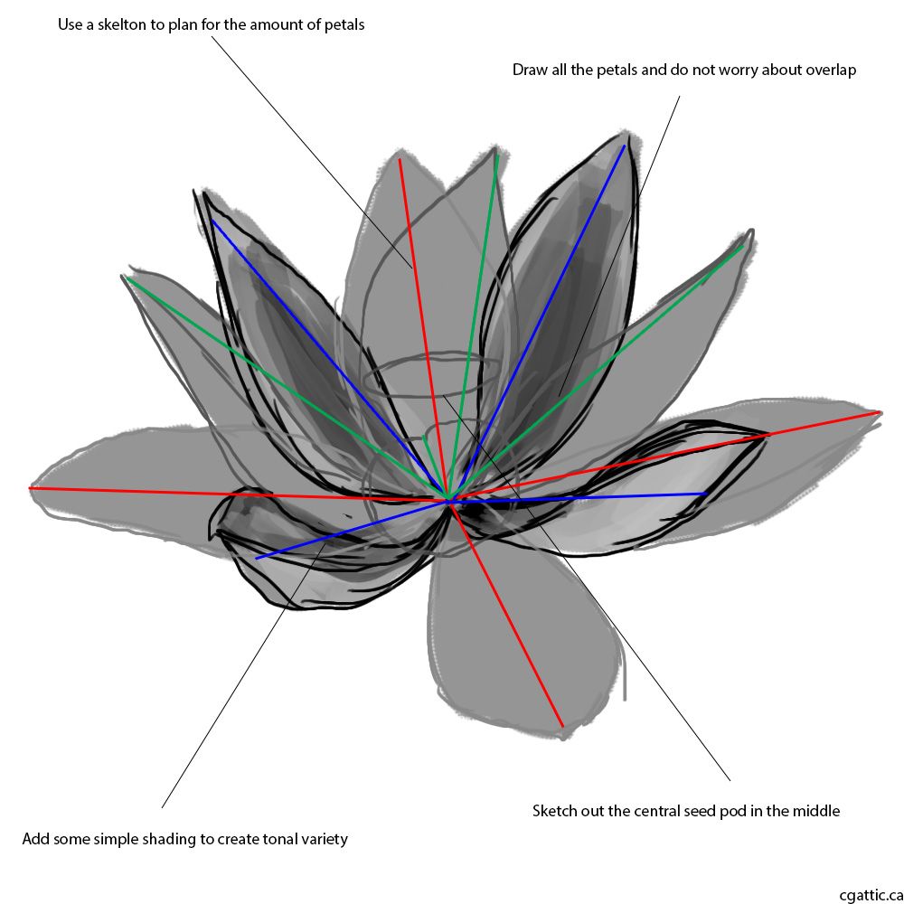 1000x1000 Realistic Lotus Flower Drawing In 4 Steps With Photoshop Lotus