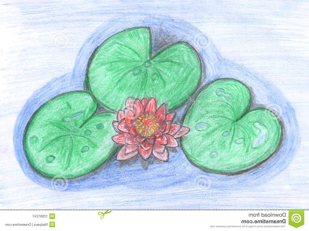 1300x974 Drawing Of Lotus Flower With Leaf Lotus Flower In Water, Drawing