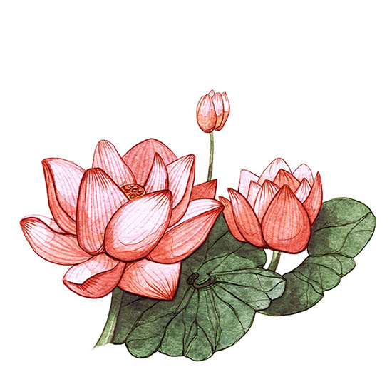 550x521 Water Colour Drawing