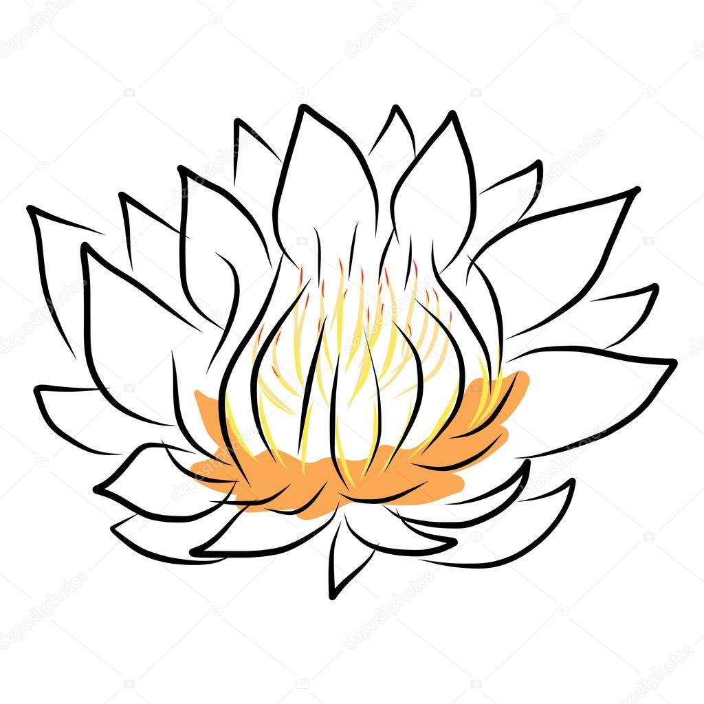1024x1024 Hand Drawing Water Lily, Lotus, Flower Stock Vector Atthameeni