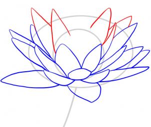 302x255 How To Draw A Water Lily Step 5 Art Stuff Water