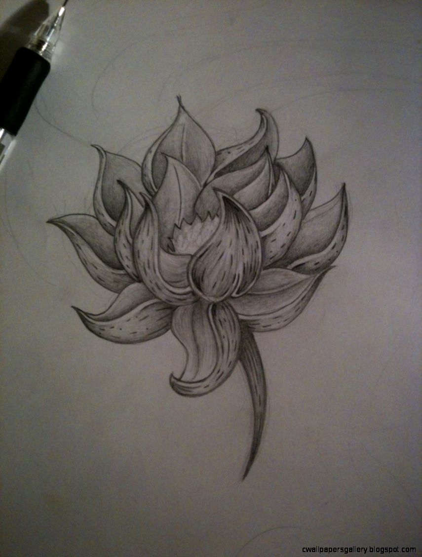 Lotus Flower Pencil Drawing at GetDrawings | Free download