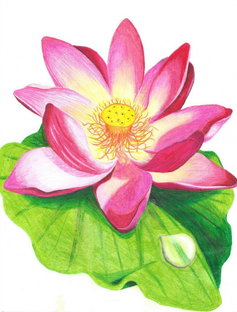 Lotus Flower Pencil Drawing at GetDrawings Free download