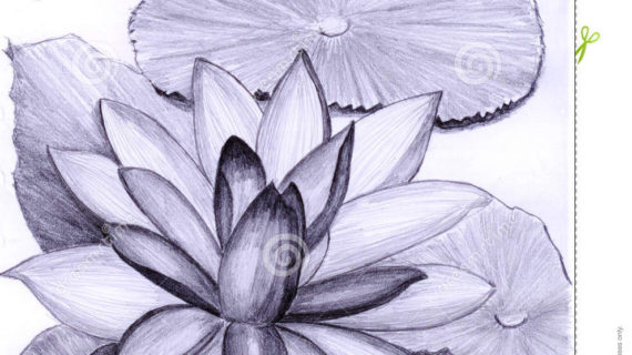 570x320 Tag Lotus Flower Pencil Sketch