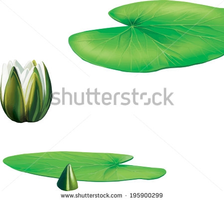 450x404 Lotus Flower With Leaves Lotus Flower And Leaves Illustration