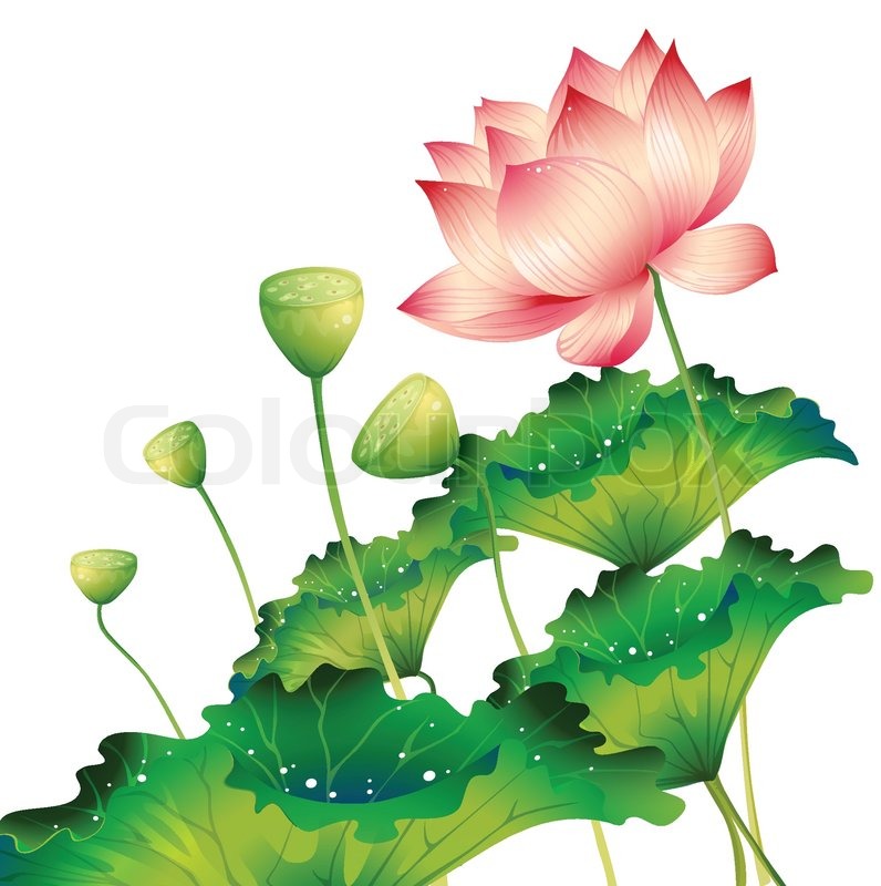 Lotus Leaf Drawing at GetDrawings | Free download