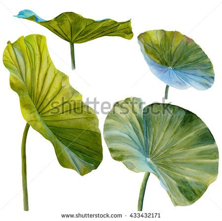 450x447 Water Lily Leaf Or Lotus Leaf. Hand Drawn, Watercolor, Isolated