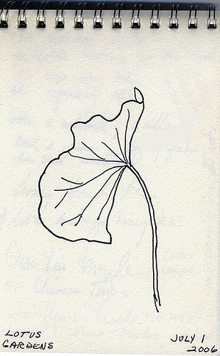 309x500 Lotus Leaf Sketch From The Trip To The Lotus Garden. Jhhymas