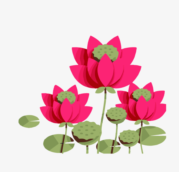 600x577 Drawing Lotus Cartoon, Red, Flowers, Lotus Png Image And Clipart