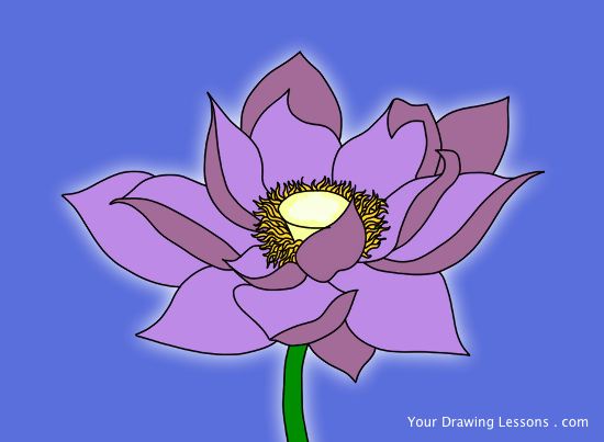 550x403 How To Draw A Lotus Flower Your Drawing Lessons