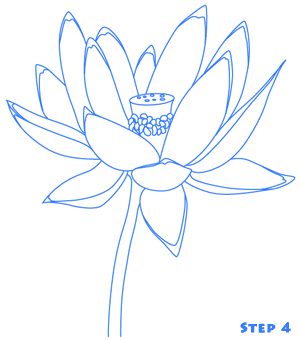 300x340 Lotus Flower Drawing Lotus Flower Drawing Is Fairly Easy Once