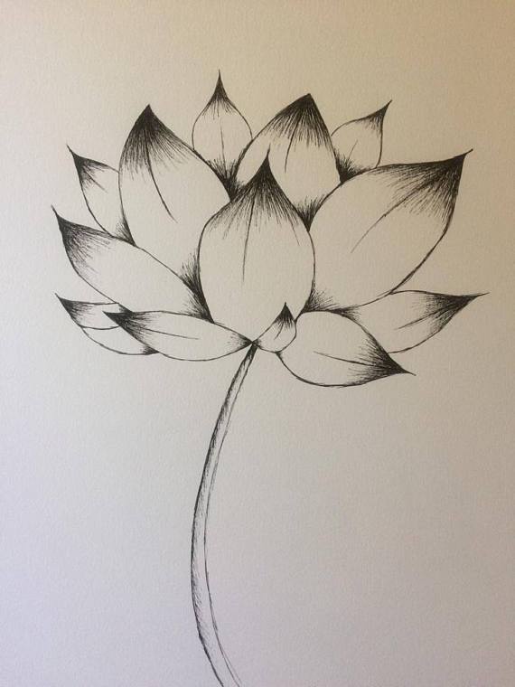 570x760 Lotus Flower Drawing Lotus Flower Ink Drawing Pen Drawing