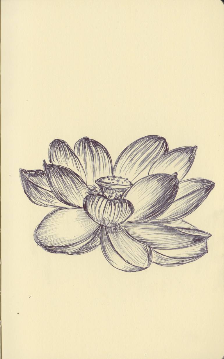 770x1235 Saatchi Art Ballpen Lotus Flower Drawing By Ballpointpen Illustrator