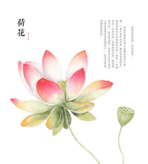 600x664 Hand Drawing Watercolor Plants Lotus By Galoshining
