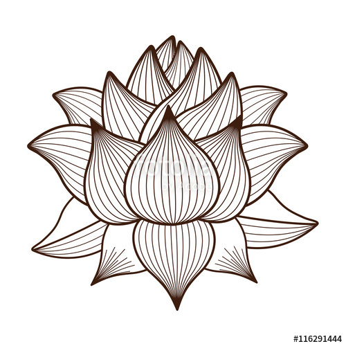 500x500 Lotus Flower Drawing Isolated Icon Design, Vector Illustration