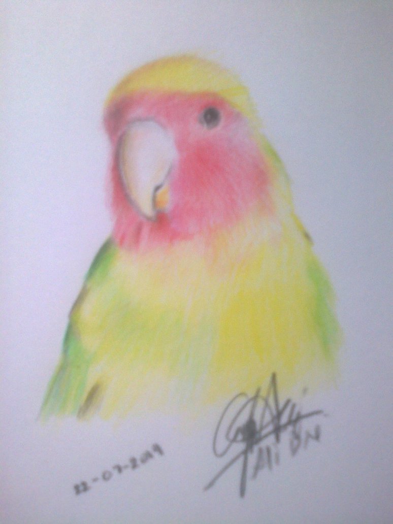 774x1032 Love Bird Drawing Colored Pencil By Aldesart