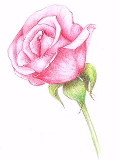 236x319 Rose Flower Drawing Awesome Rose Drawings Rose Symbol Of Love