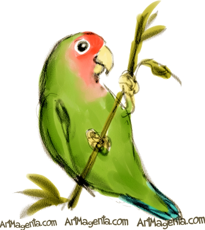 661x742 Birds Rosy Faced Lovebird