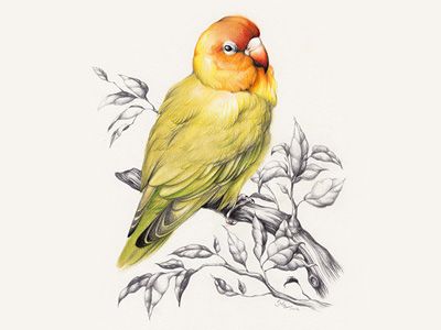 400x300 Lovebird Watercolor, Illustrations And Painting Illustrations