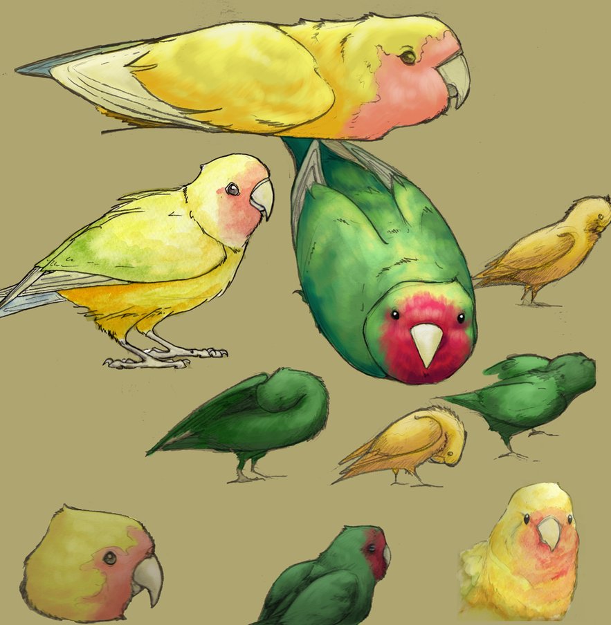 883x904 Lovebird Sketches By Aireona93