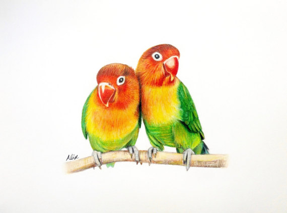 Lovebird Drawing at GetDrawings | Free download