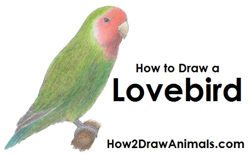 500x315 To Draw A Lovebird