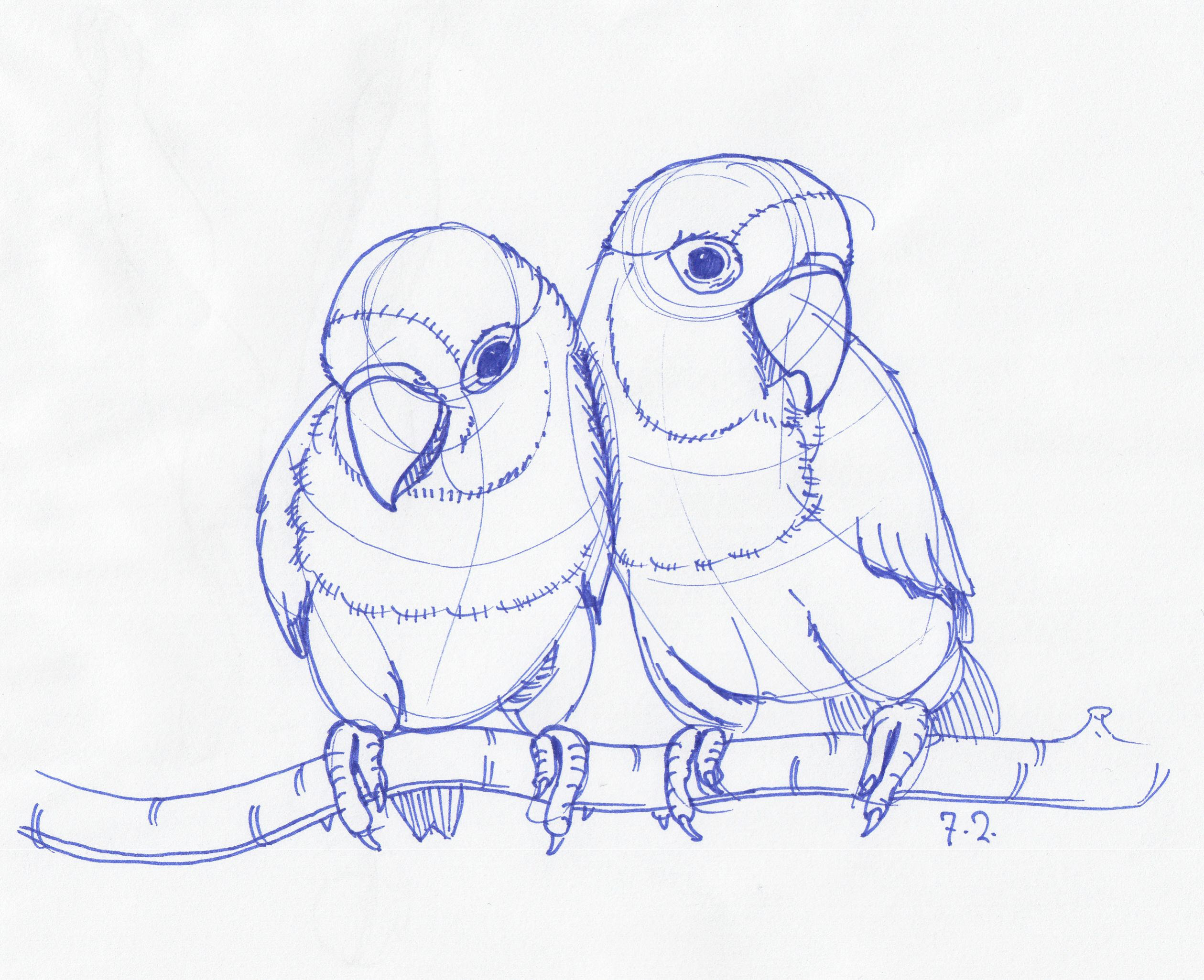 2519x2051 Love Birds Sketch Image February 7th