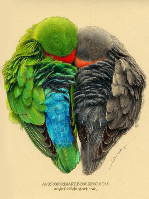 600x803 Lovebirds