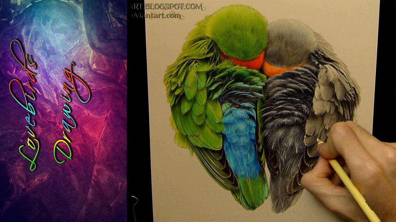 1280x720 Lovebirds Drawing