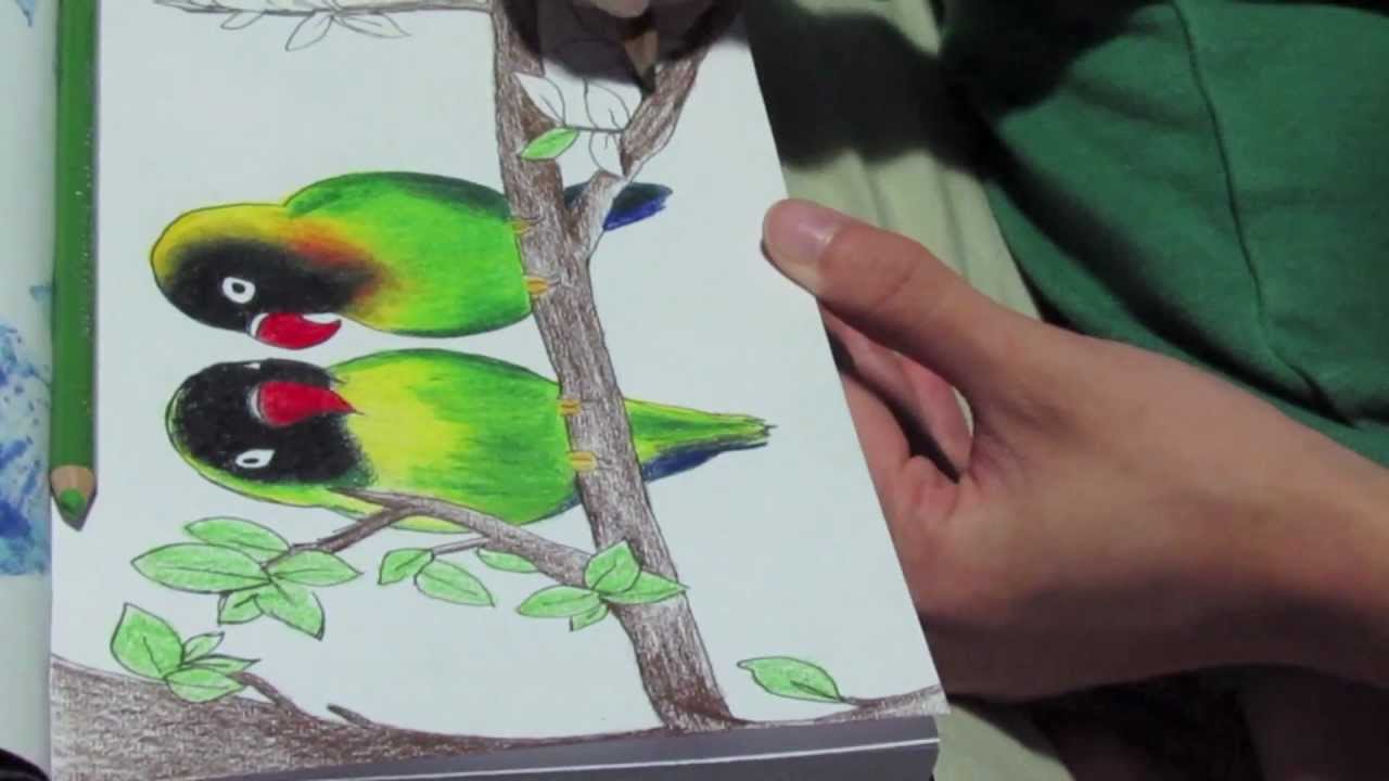 1280x720 Lovebirds Drawing )