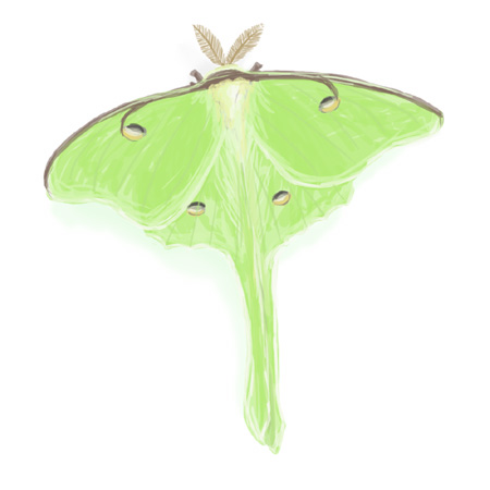 450x450 Luna Moth Albino Kraken