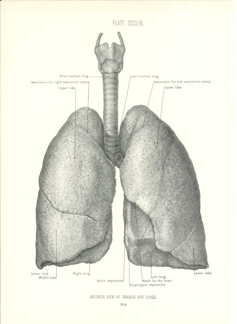 Lung Drawing at GetDrawings | Free download
