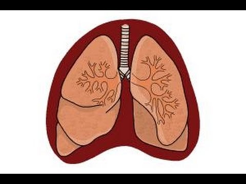 480x360 How To Draw Lungs