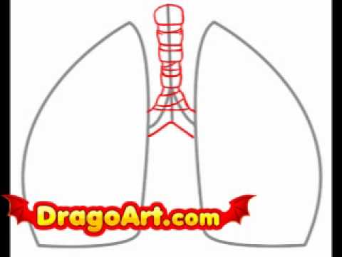 480x360 How To Draw Lungs, Step By Step