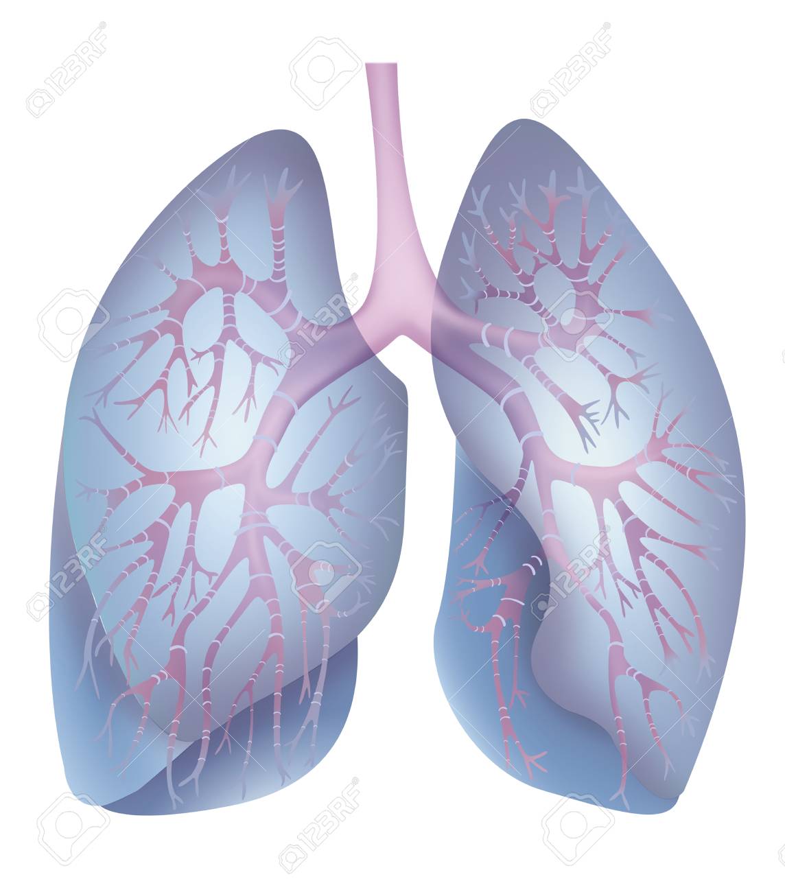 1144x1300 Lung,drawing Stock Photo, Picture And Royalty Free Image. Image